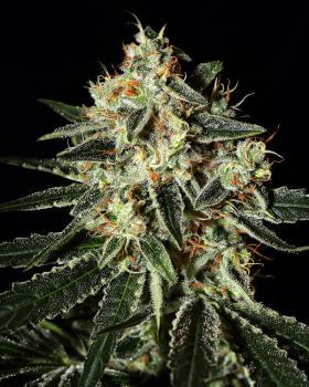 Cheese Feminised Seeds-gh-cheese