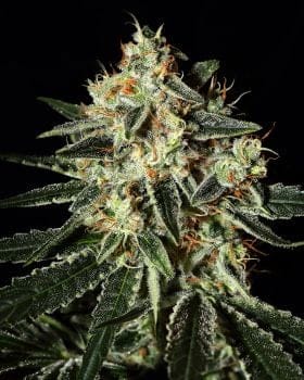 Cheese Feminised Seeds-gh-cheese