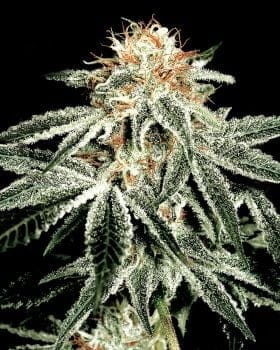 White Widow Feminised Seeds-gh-white-wid