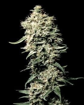 White Rhino Feminised Seeds-gh-white-rhino