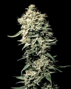 White Rhino Feminised Seeds-gh-white-rhino