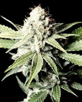 Great White Shark Feminised Seeds-gh-gws