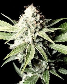 Great White Shark Feminised Seeds-gh-gws
