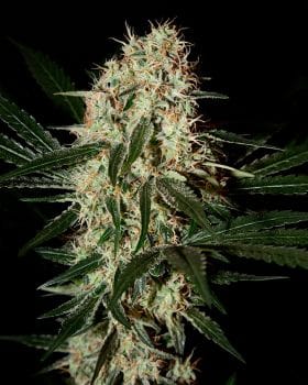 Arjan's Haze #3 Feminised Seeds-gh-arj-haze-3