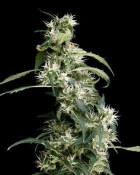 Arjan's Ultra Haze #2 Feminiserad Frön-gh-arj-ult-haze-2