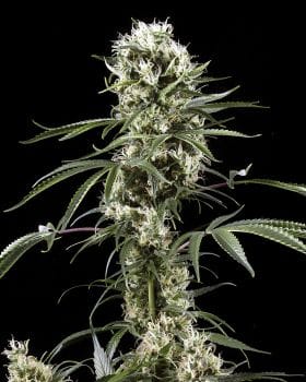 Super Lemon Haze Feminised Seeds-gh-super-lem-haze