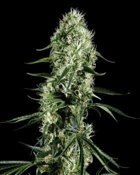 Super Silver Haze Feminised Seeds-gh-s-silver-haze