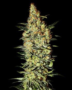 Neville's Haze Feminised Seeds-gh-nev-haze