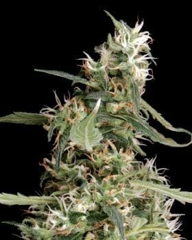 Arjan's Ultra Haze #1 Feminised Seeds-gh-arj-ult-haze-1