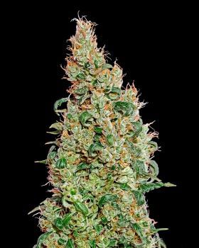 Green-O-Matic Auto Feminised Seeds-gh-green-o-matic-fem