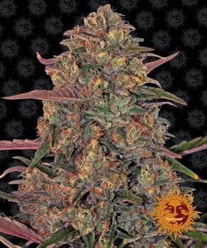 Pineapple Chunk Feminized Seeds-barneys-pineapple-fem