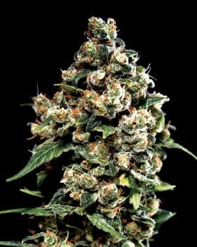 Jack Herer Feminised Seeds-gh-jack-herer-fem