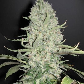 White Widow x Big Bud Feminised Seeds-female-wwbb