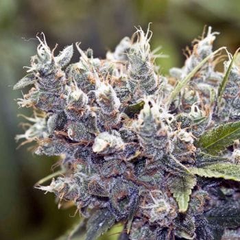 Bubblegummer Feminised Seeds-female-bbg