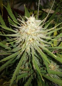Cinderella 99 Feminised Seeds-c99-female