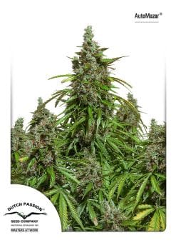 Mazar Auto Feminised Seeds-dp-automazar-fem