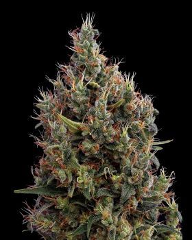 Big Bang Auto Feminised Seeds-gh-bbauto-fem