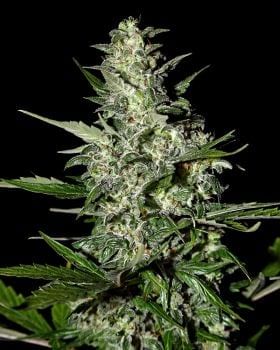 Super Critical Auto Feminised Seeds-gh-scauto-fem