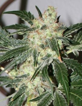 Acid Feminised Seeds-para-acid-fem