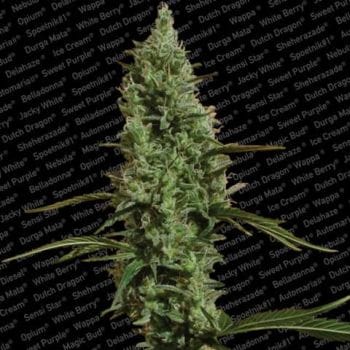 Atomical Haze Feminised Seeds-para-atomicalhaze-fem