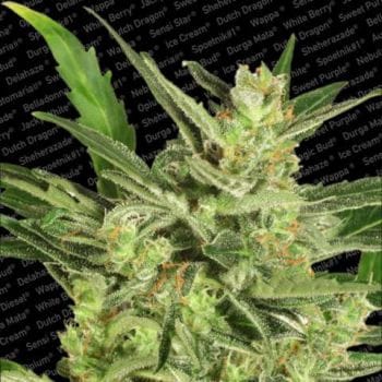 Maria II Auto Feminised Seeds-para-automaria-2-fem
