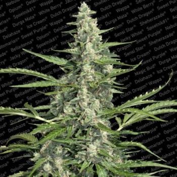 Pandora Auto Feminised Seeds-para-pandora-fem