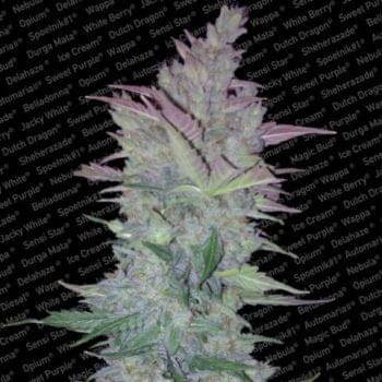 Vertigo Auto Feminised Seeds-para-vertigo-fem