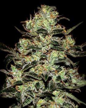 Moby Dick Feminised Seeds-gh-mobydick-fem