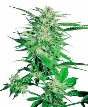 Big Bud Feminised Seeds-sensi-bb-fem