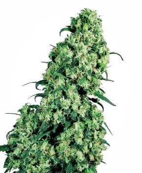 Skunk #1 Feminised Seeds-sensi-sk1-fem