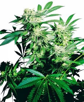 Skunk Kush Feminised Seeds-sensi-skk-fem