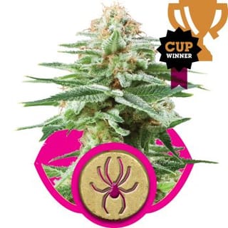 White Widow Feminised Seeds-RQS-WW-Fem