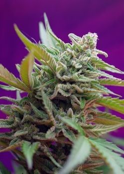 Black Jack Auto Feminised Seeds-SS-BJA-Fem