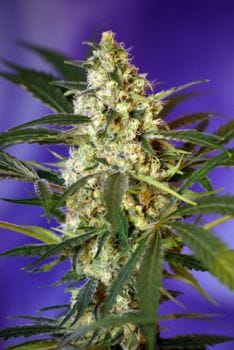 Fast Bud #2 Auto Feminised Seeds-SS-FB2A-Fem