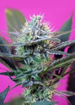 Speed + Auto Feminised Seeds-SS-SPA-Fem