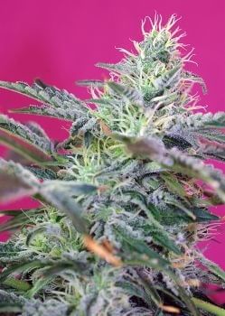 Sweet Cheese Auto Feminised Seeds-SS-SCA-Fem
