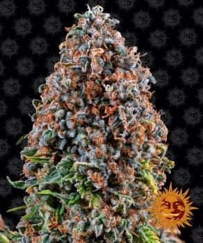 Critical Kush Feminised Seeds-BFSCK-Fem