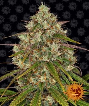 Liberty Haze Feminised Seeds-BFSLH-Fem