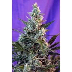 Sweet Skunk Auto Feminised Seeds-SS-SWSA-Fem