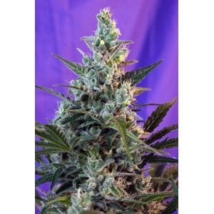 Sweet Skunk Auto Feminised Seeds-SS-SWSA-Fem