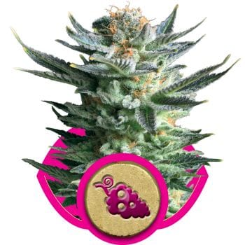 Fruit Spirit Feminised Seeds-RQS-FS-Fem