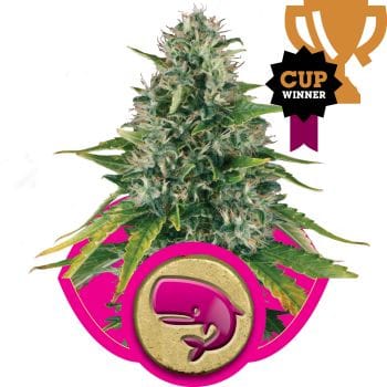 Royal Moby Feminised Seeds-RQS-RM-Fem