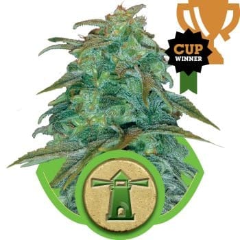 Royal Haze Auto Feminised Seeds-RQS-RHA-Auto-Fem