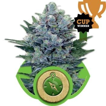Northern Light Auto Feminised Seeds-RQS-NLA-Auto-Fem