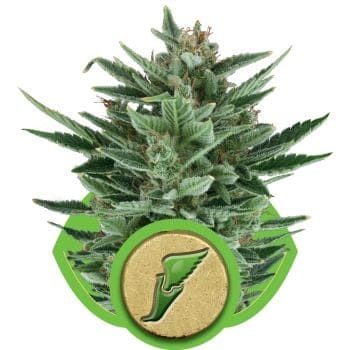 Quick One Auto Feminised Seeds-RQS-QOA-Auto-Fem