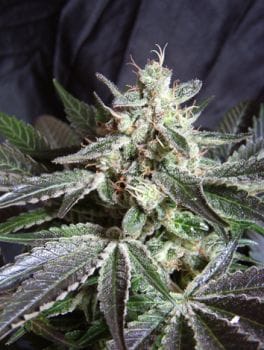 Black Jack Feminised Seeds-SS-BJ-Fem