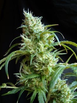 Flash Back #2 Feminised Seeds-SS-FB2-Fem