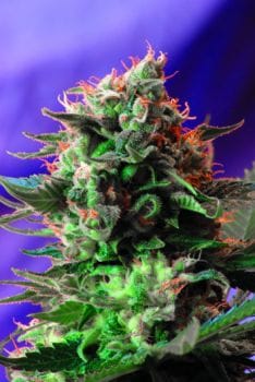 Jack 47 Feminised Seeds-SS-J47-Fem