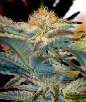 Mohan Ram Feminised Seeds-SS-MR-Fem