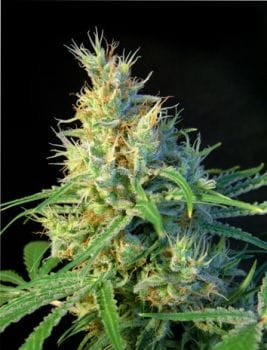 Psicodelicia Feminised Seeds-SS-PS-Fem